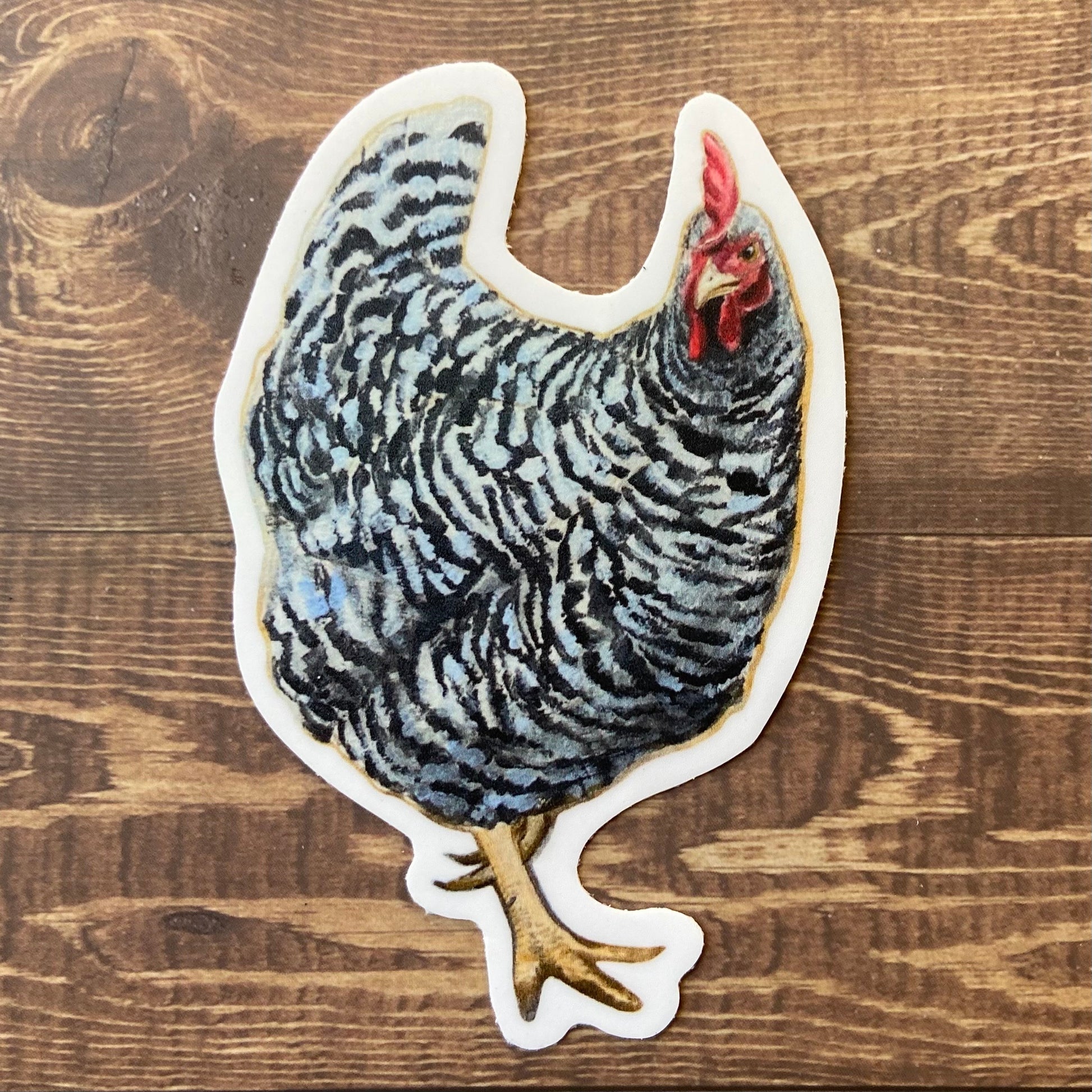 A sticker depicting a black and white Barred Rock hen, otherwise known as a Plymouth Rock hen. She stands in side profile with her head turned slightly past the viewer and one foot mid-step.