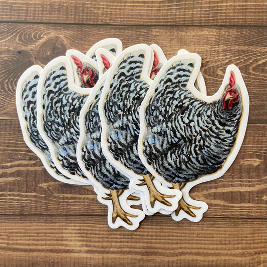 A small pile of stickers depicting a black and white Barred Rock hen, otherwise known as a Plymouth Rock hen. She stands in side profile with her head turned slightly past the viewer and one foot mid-step. 
