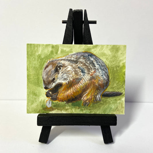 Groundhog ACEO painting