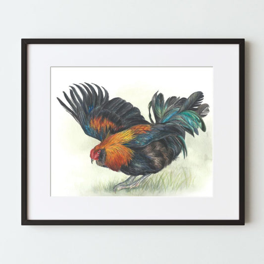 A mockup of a chicken art print in a black frame with a white mat. The painting is a watercolor illustration of a colorful rooster. It has many black feathers accented with orange and teal, on a white background with green grass details.