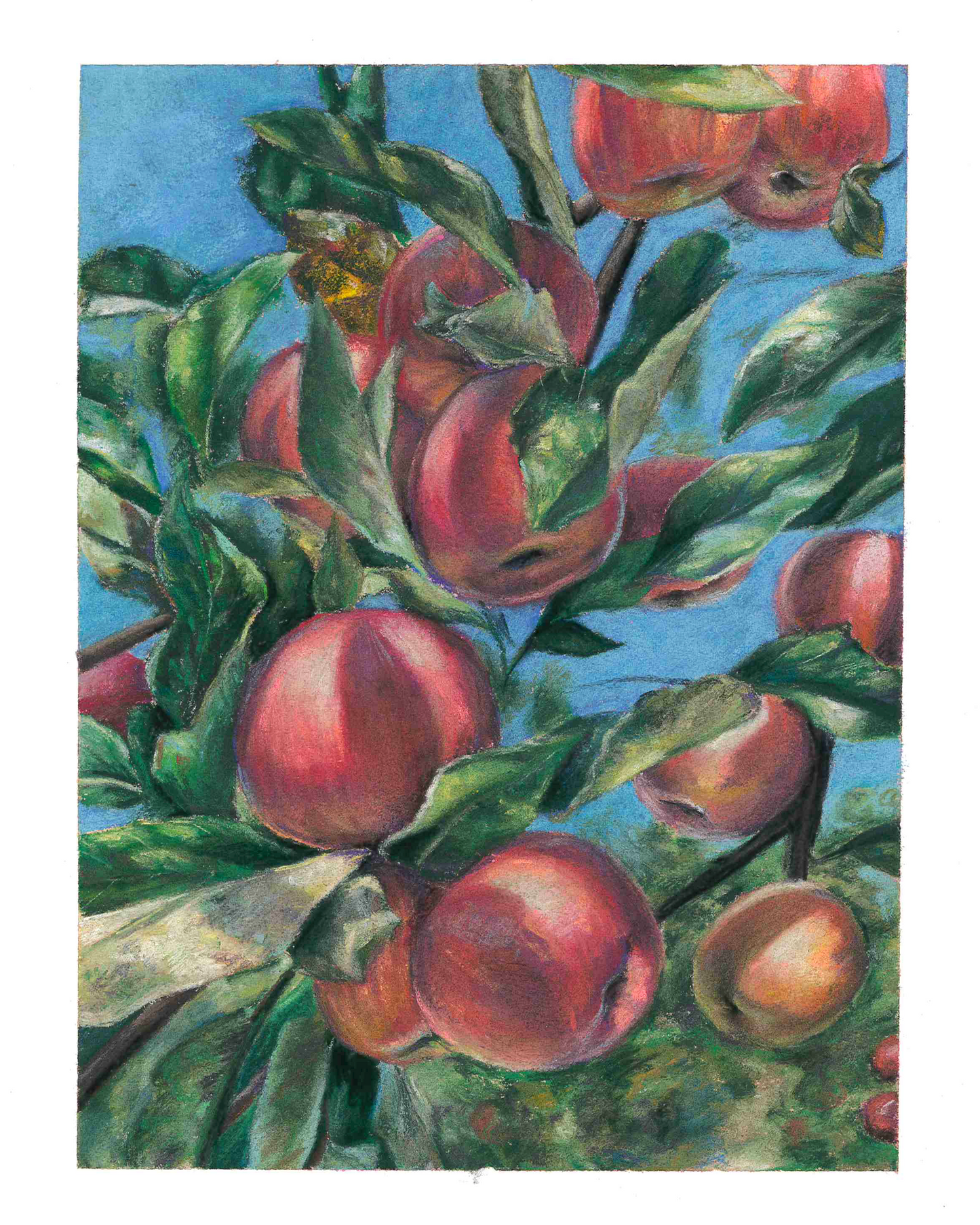 "Apples" Print
