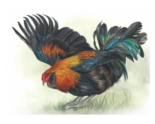"Rooster" Chicken Print